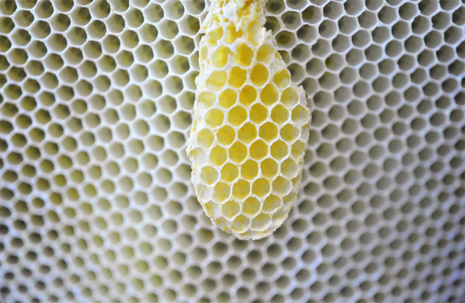 Nikon D3S sample photo. Honeycomb, design, hexagon house photography