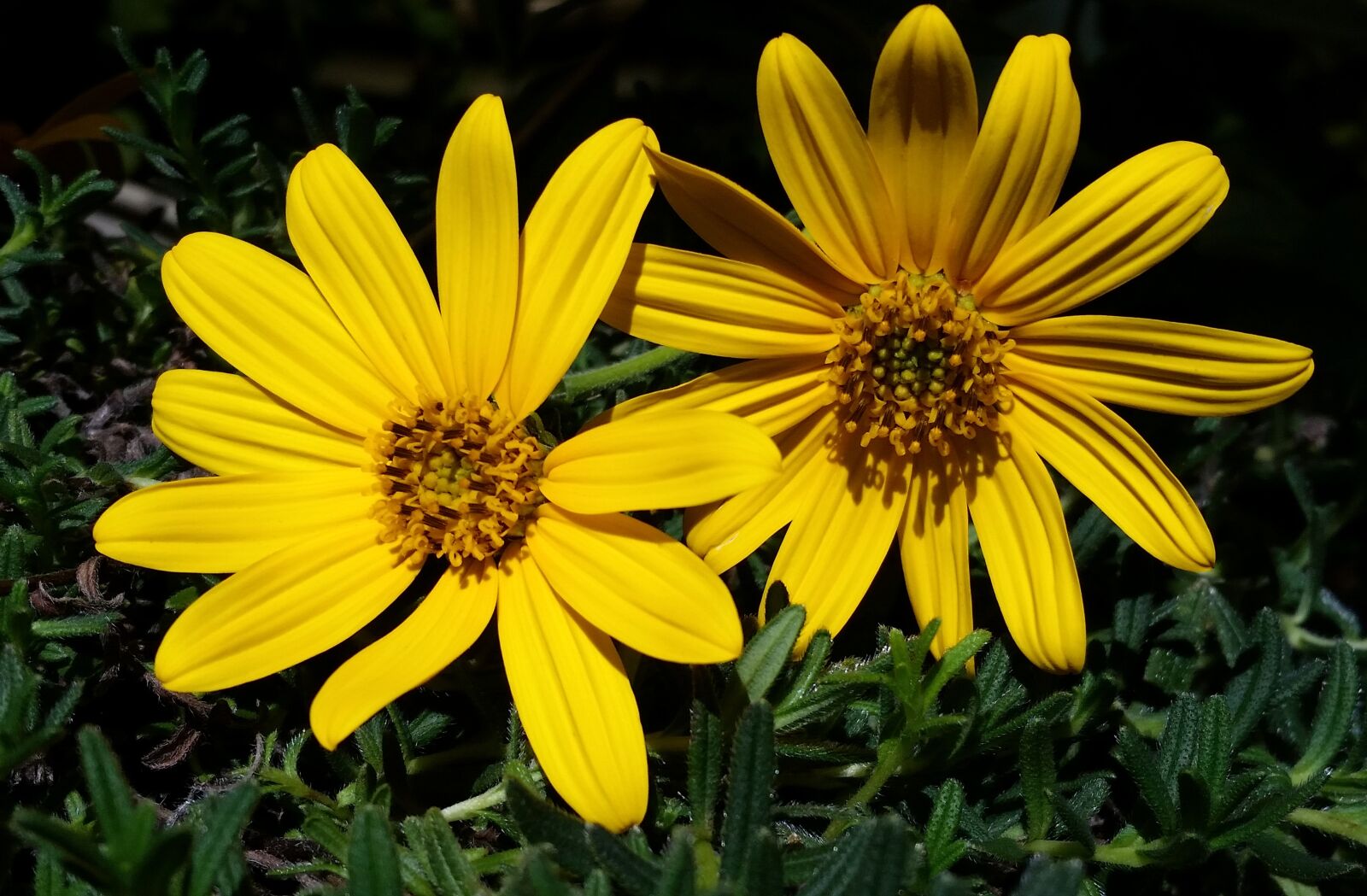 Samsung Galaxy S5 sample photo. Nature, summer, flora photography