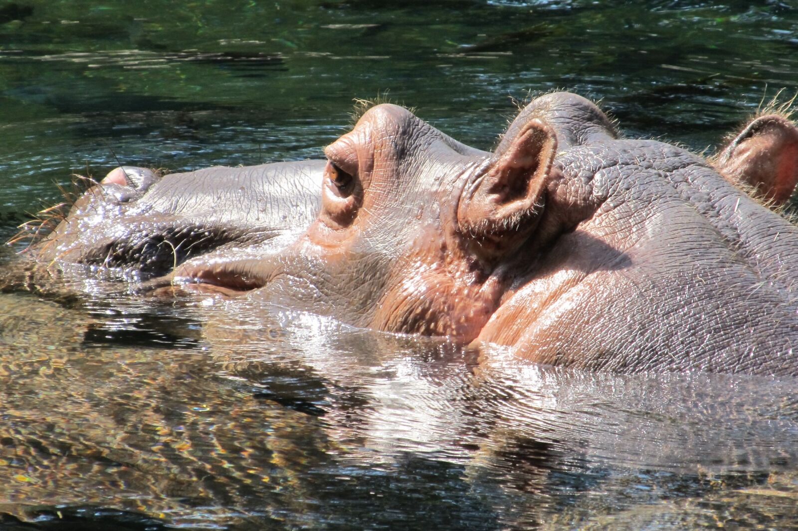 Canon PowerShot SX130 IS sample photo. Hippopotamus, hippo, portrait photography