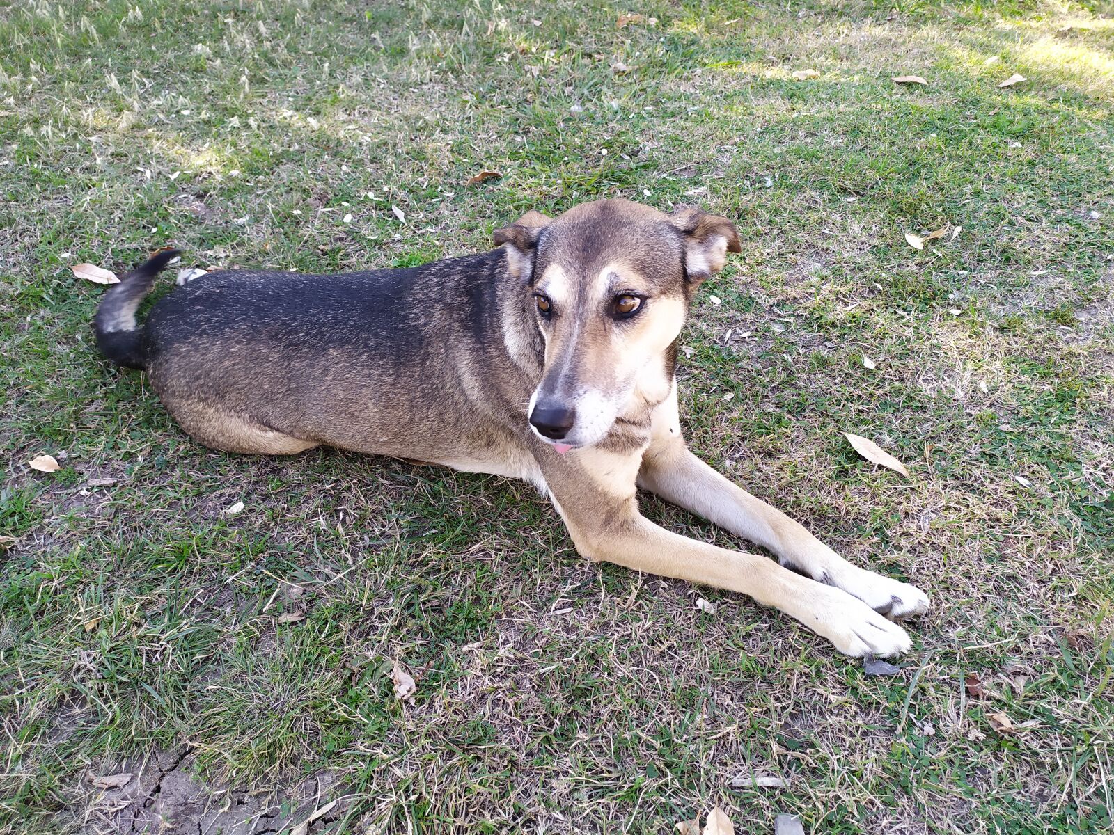 Xiaomi Redmi Note 7 sample photo. Dog, animal, autumn photography