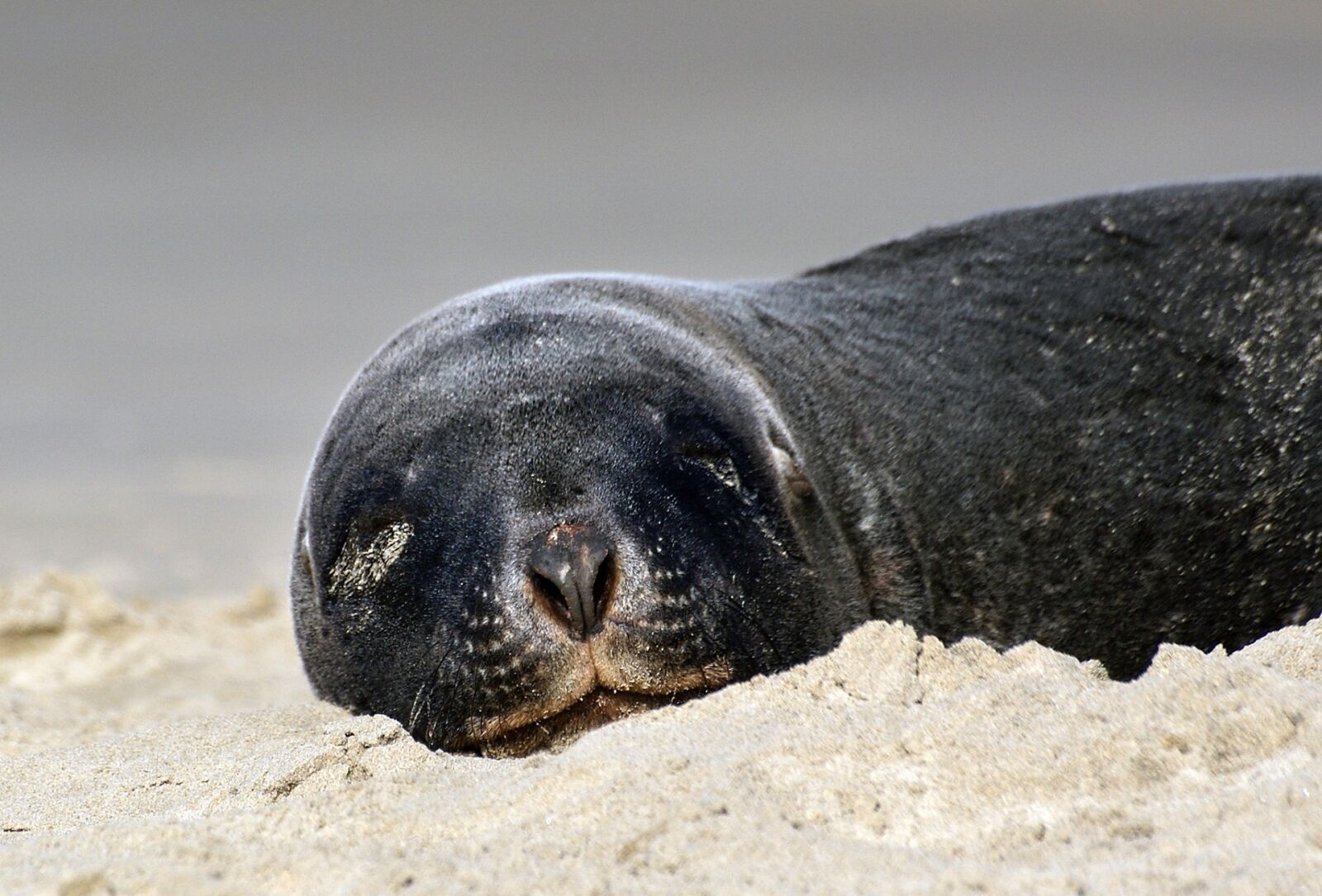 Sony Alpha DSLR-A300 sample photo. Hookers sea lion, sand photography