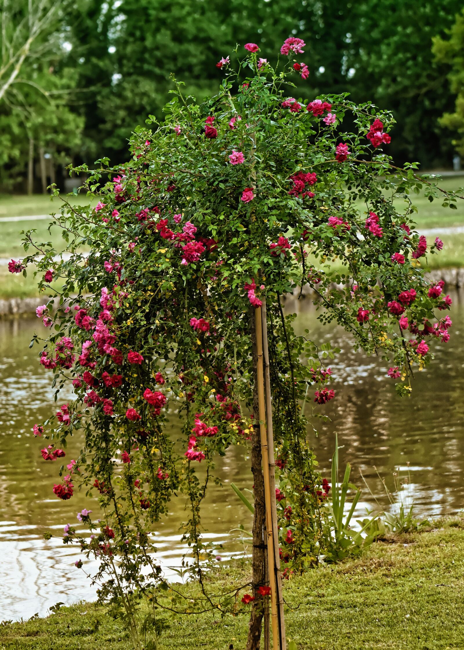 Nikon D7200 sample photo. Rosenbaum, flowers, bäumchen photography