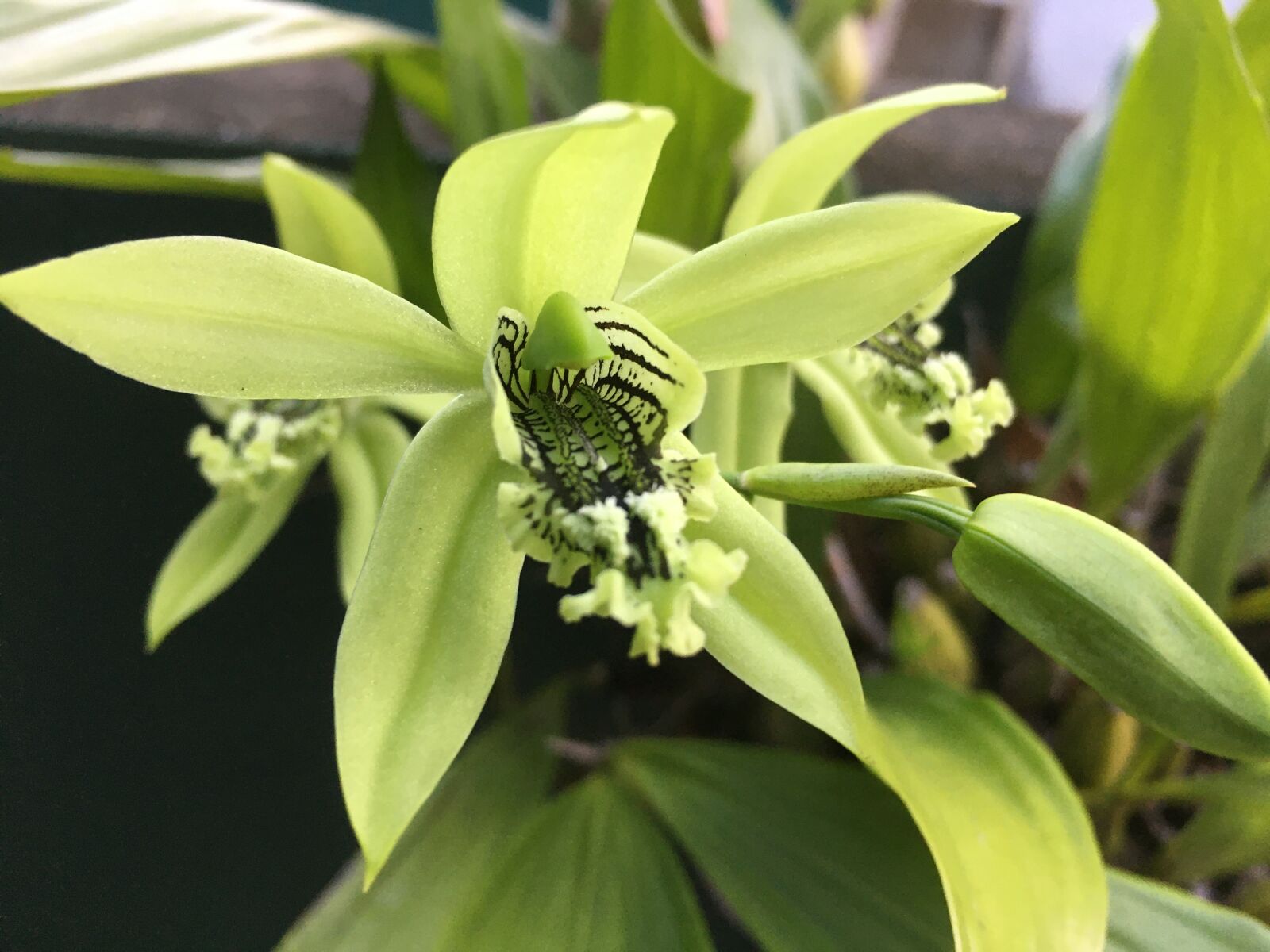 Apple iPhone 6s sample photo. Colorful, yellow, orchid photography