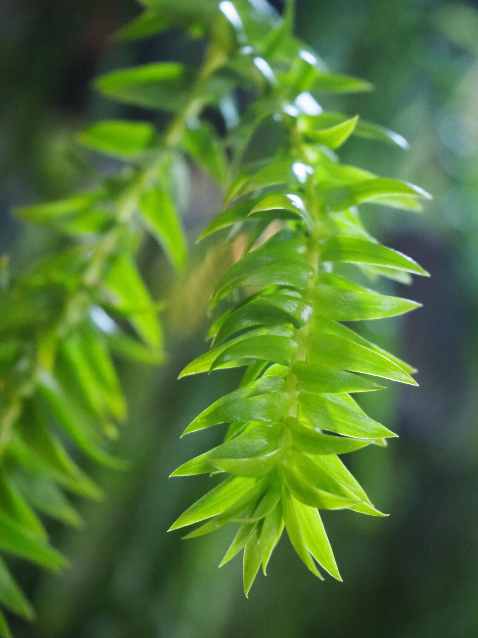 Olympus OM-D E-M10 III sample photo. Nature, autumn leaves, vine photography