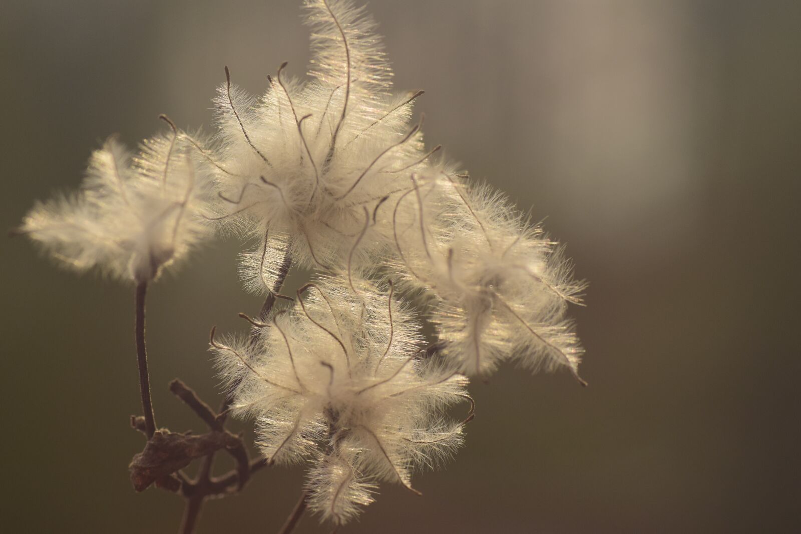 Nikon D3300 sample photo. Backlighting, seeds, tender photography