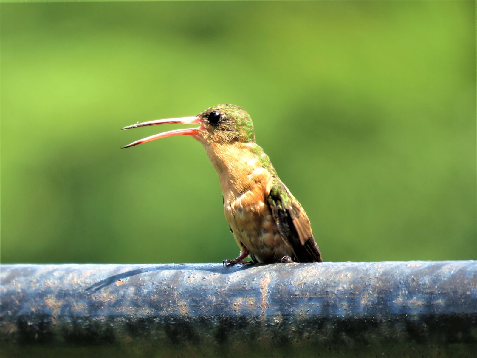 Canon PowerShot SX60 HS sample photo. Hummingbird, bird, nature photography