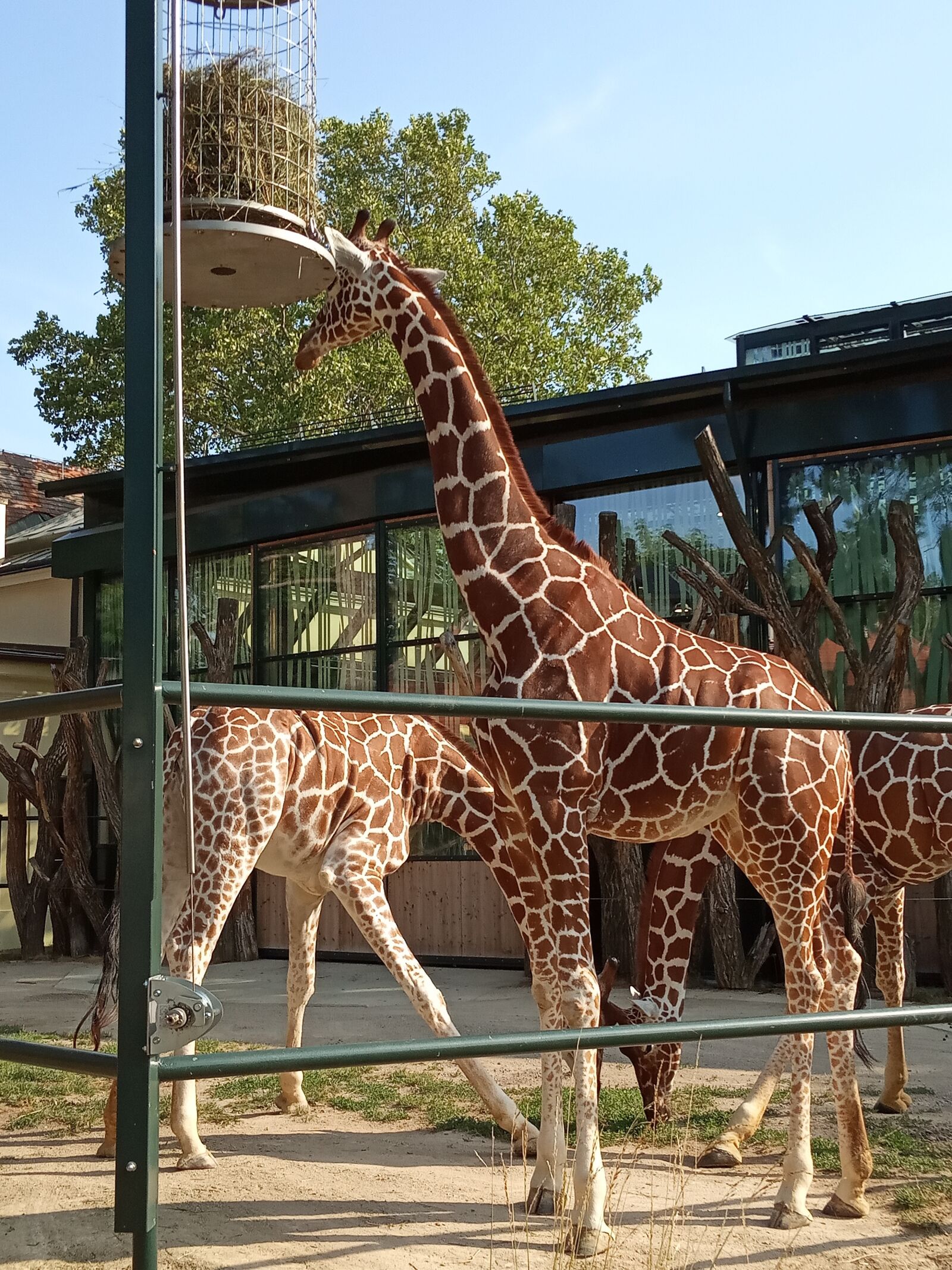 Xiaomi Redmi 6A sample photo. Giraffe, vienna, zoo photography