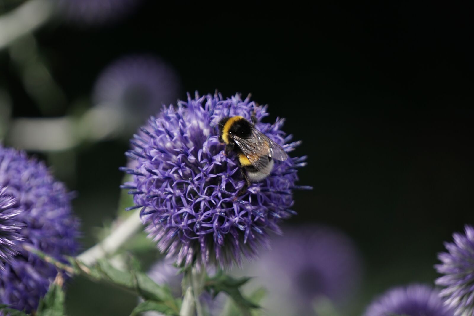 Sony E 55-210mm F4.5-6.3 OSS sample photo. Bourdon, flower, nature photography