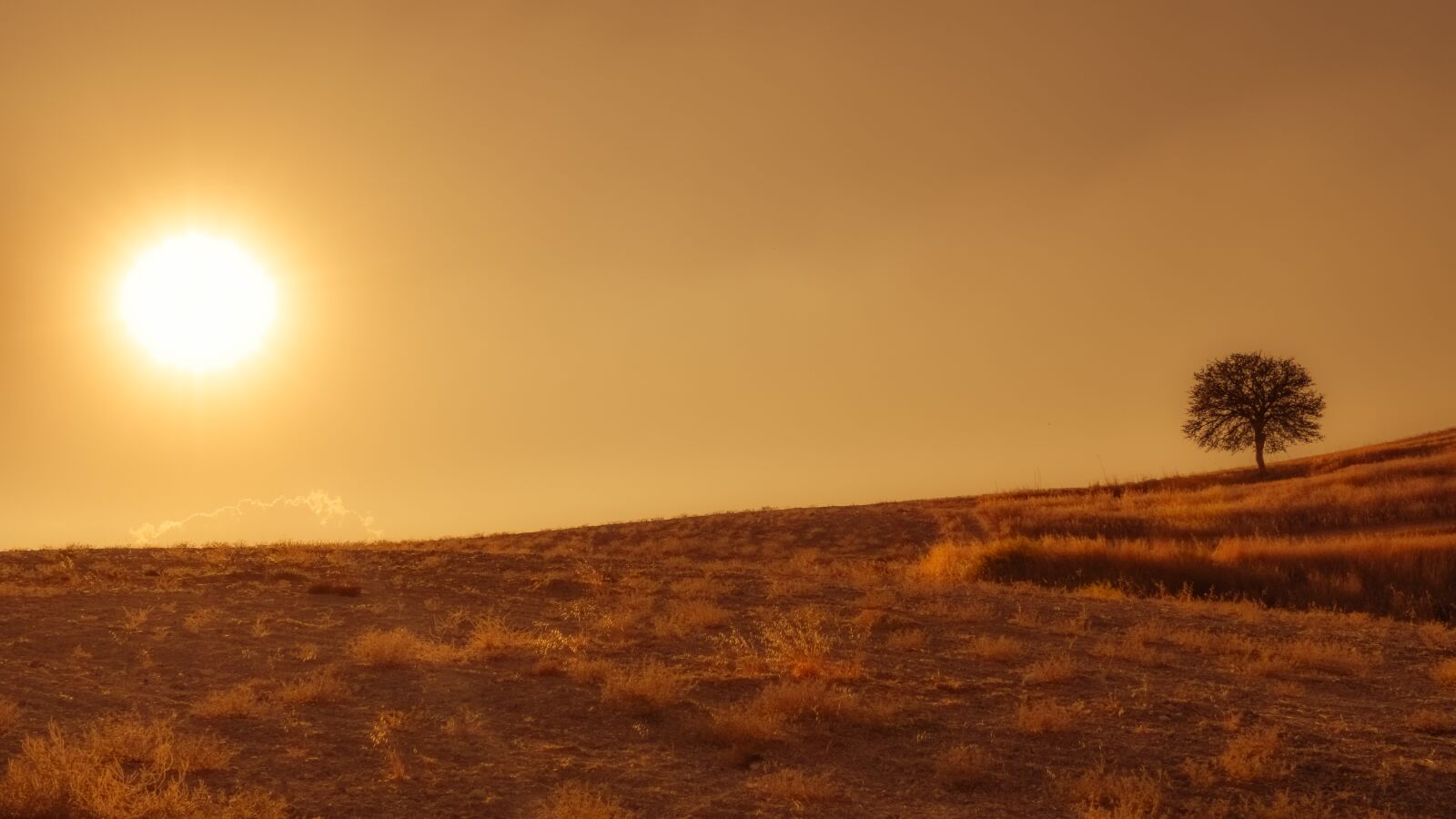 Nikon D3300 sample photo. Field, tree, sunset photography