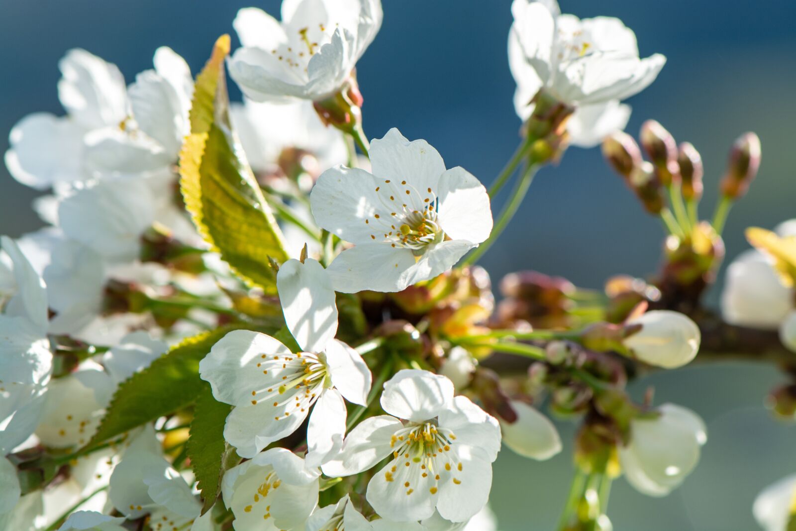Nikon D7100 sample photo. Cherry blossom, nature, spring photography