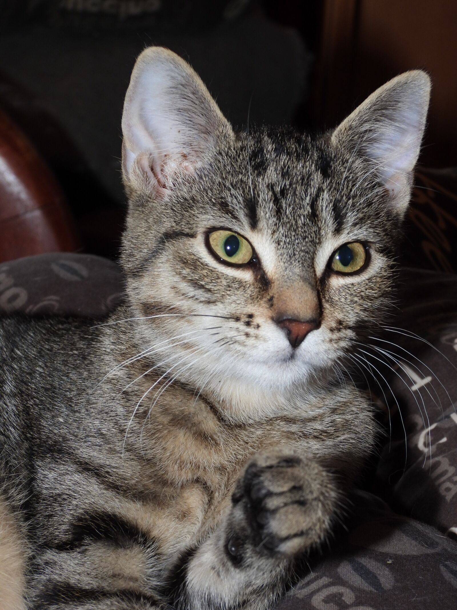 Nikon Coolpix P1000 sample photo. Cat, dachowiec, animal photography
