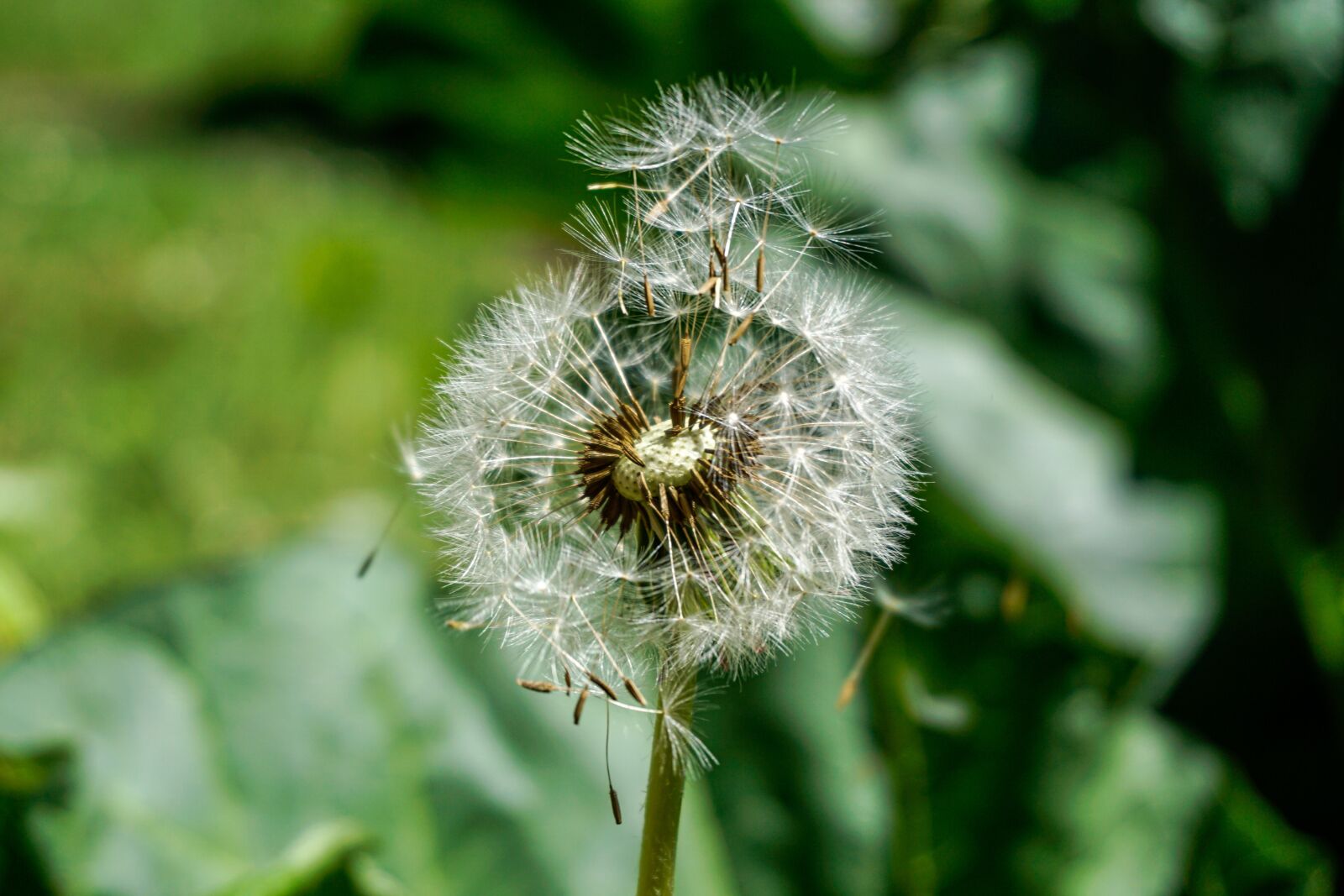 Sony a6000 sample photo. Dandelion, wind, macro photography