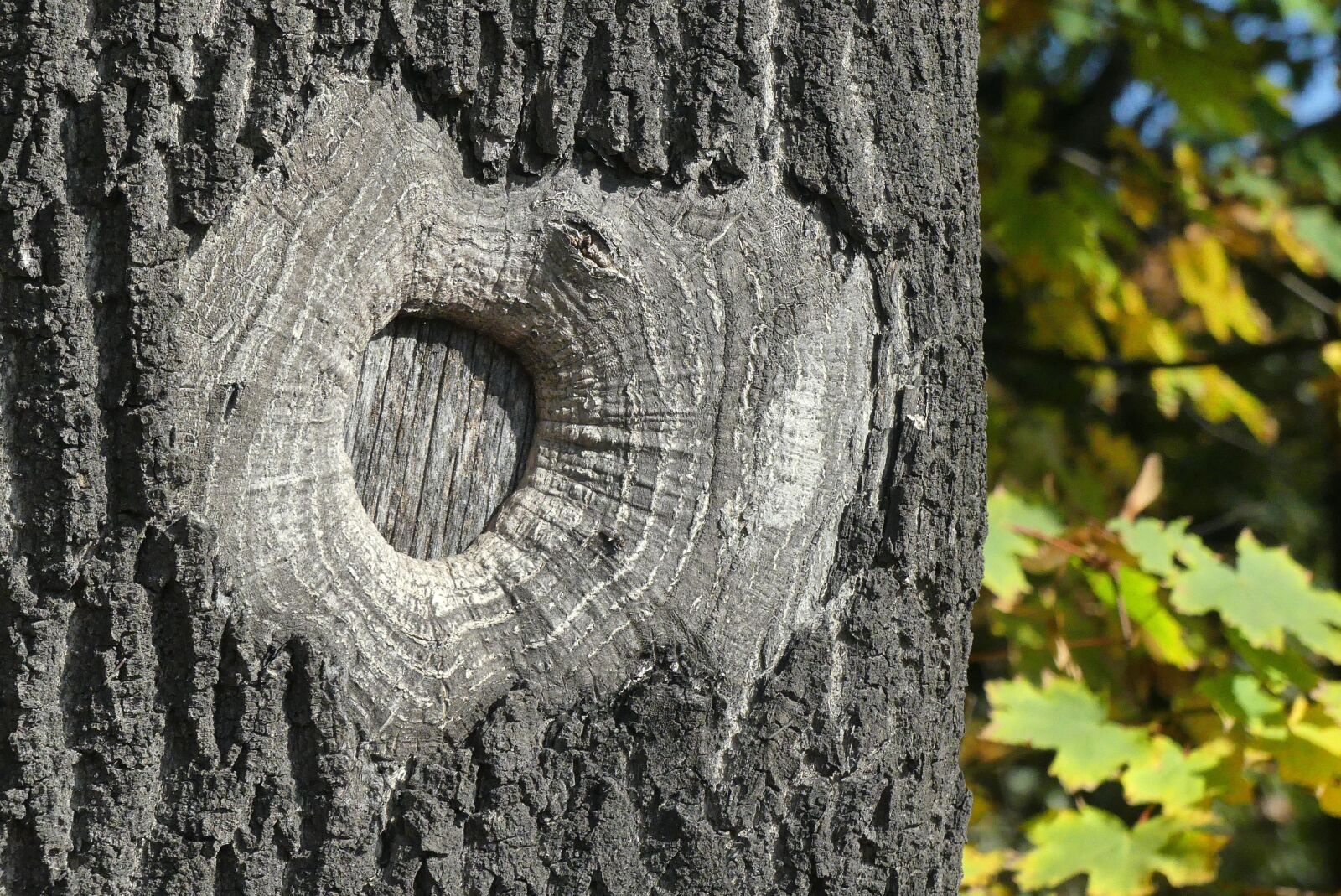 Panasonic Lumix DMC-FZ300 sample photo. Tree, closeup, the bark photography