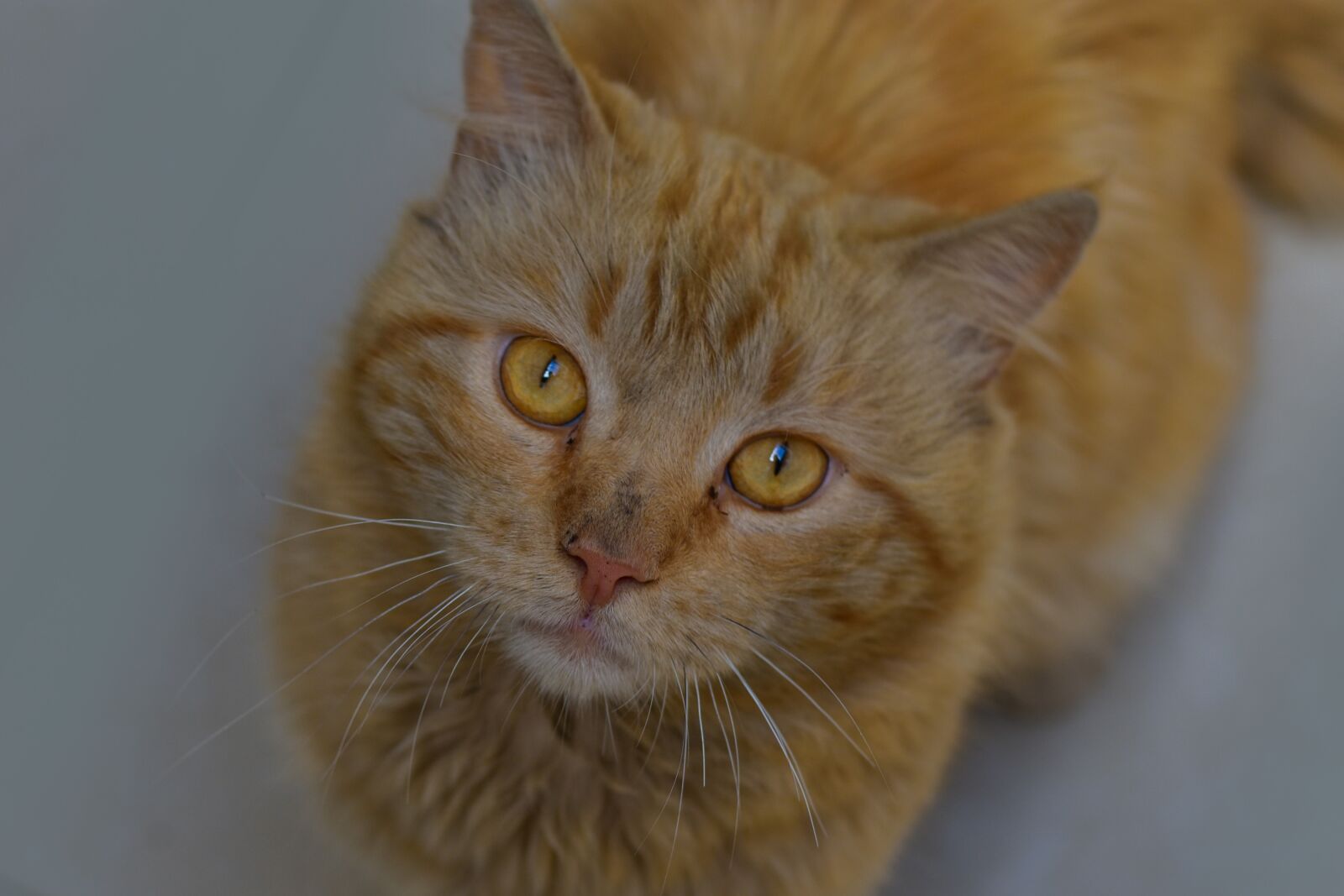 Nikon D3400 sample photo. Cat, feline, cute photography