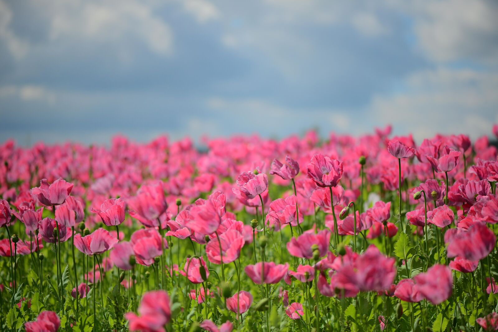 Nikon D800E sample photo. Poppy, flora, pink photography