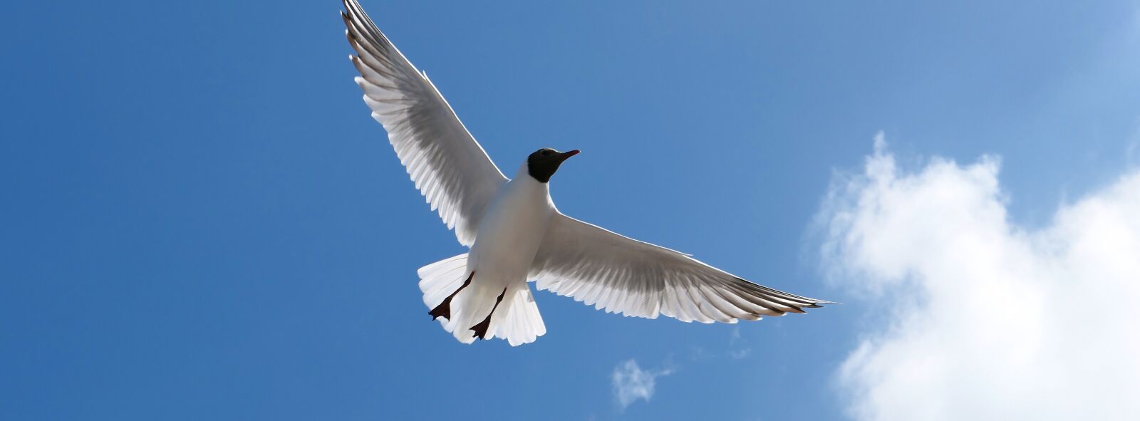 Panasonic Lumix DMC-LX10 (Lumix DMC-LX15) sample photo. Gull, poultry, flying photography