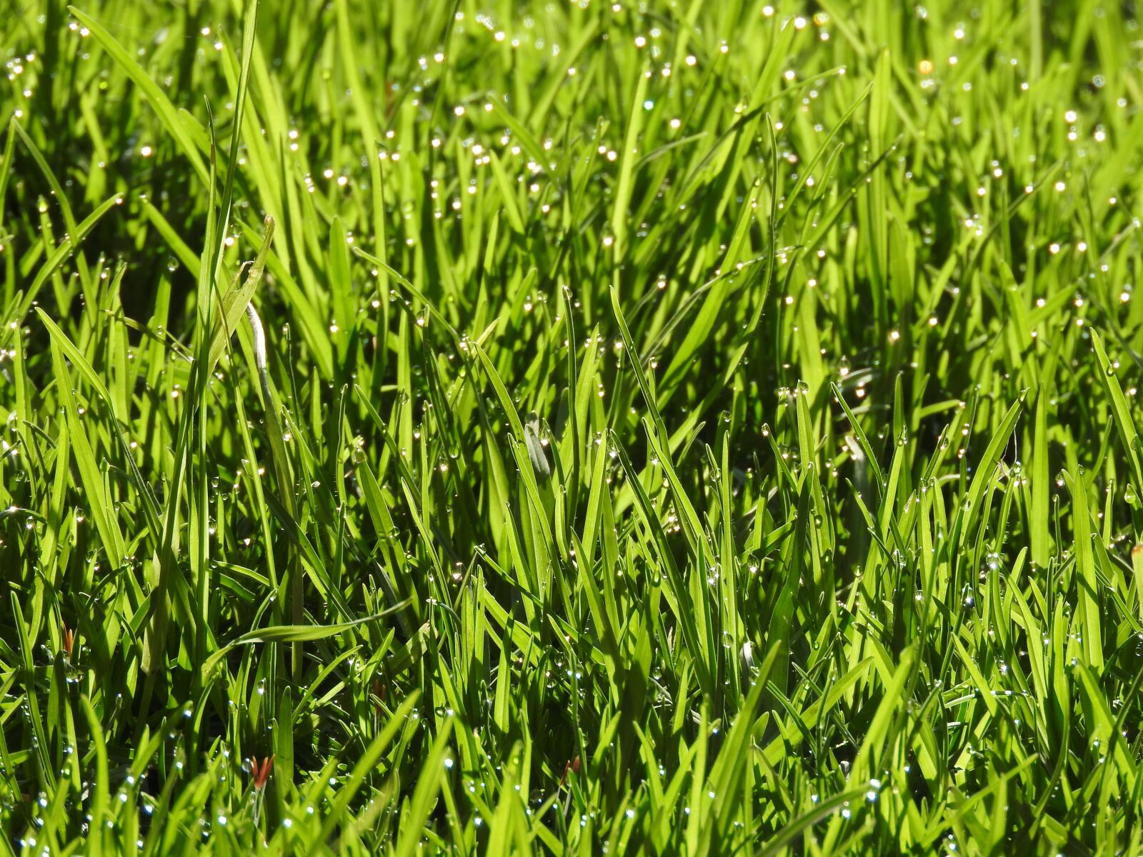 Nikon Coolpix P610 sample photo. Grass, wet, nature photography