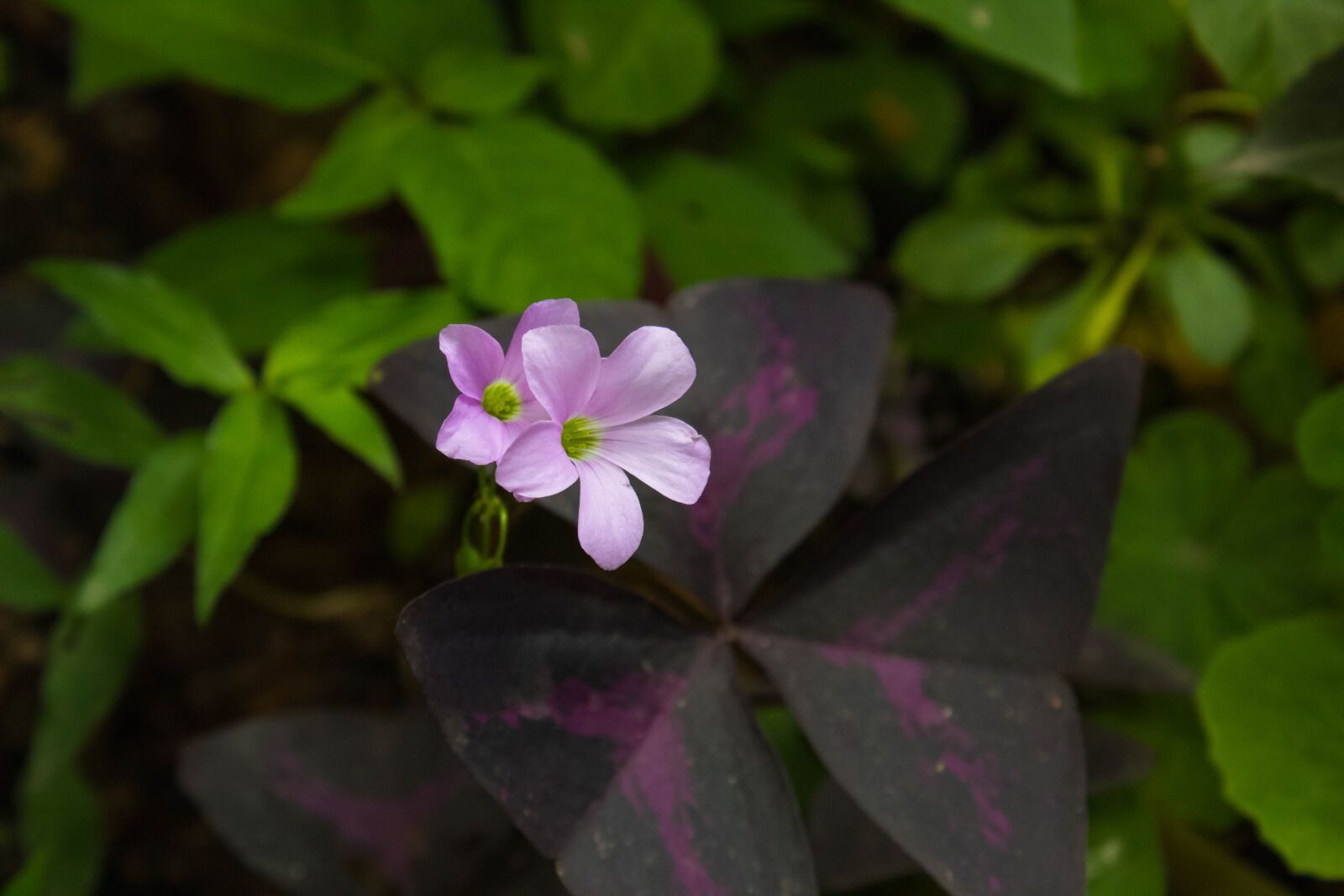 Canon EOS 1300D (EOS Rebel T6 / EOS Kiss X80) sample photo. Flower, garden, pink photography