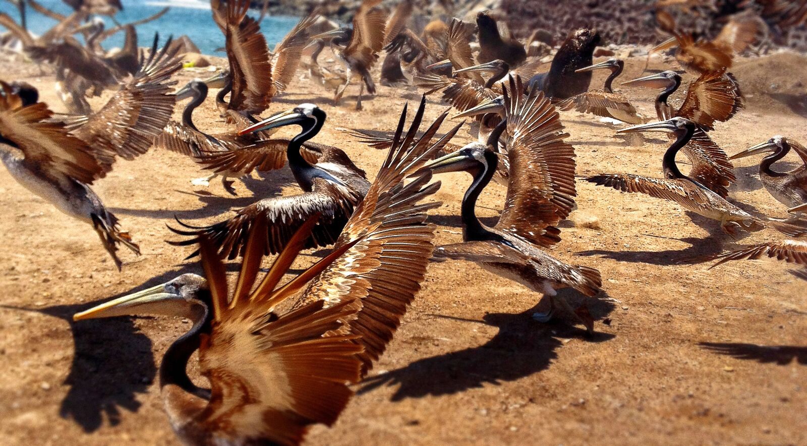 Apple iPhone 4S sample photo. Nature, bird, pelicans photography