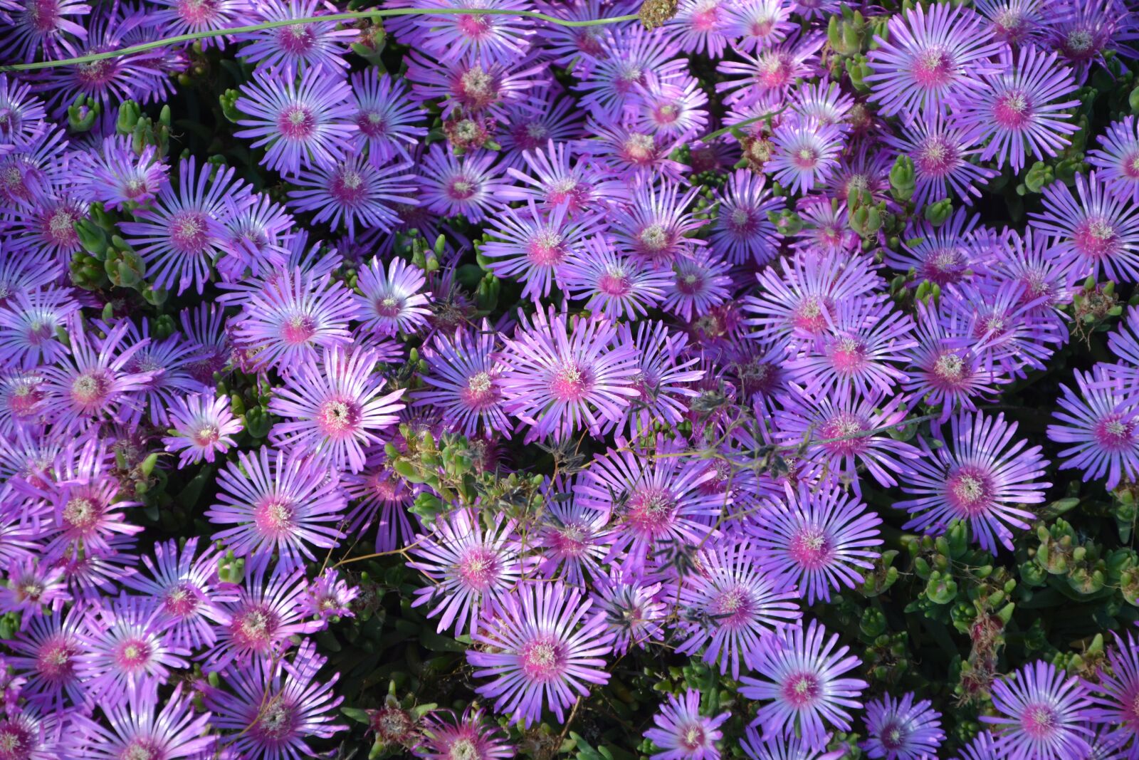 Nikon D5200 sample photo. Flowers, pretty, spring photography
