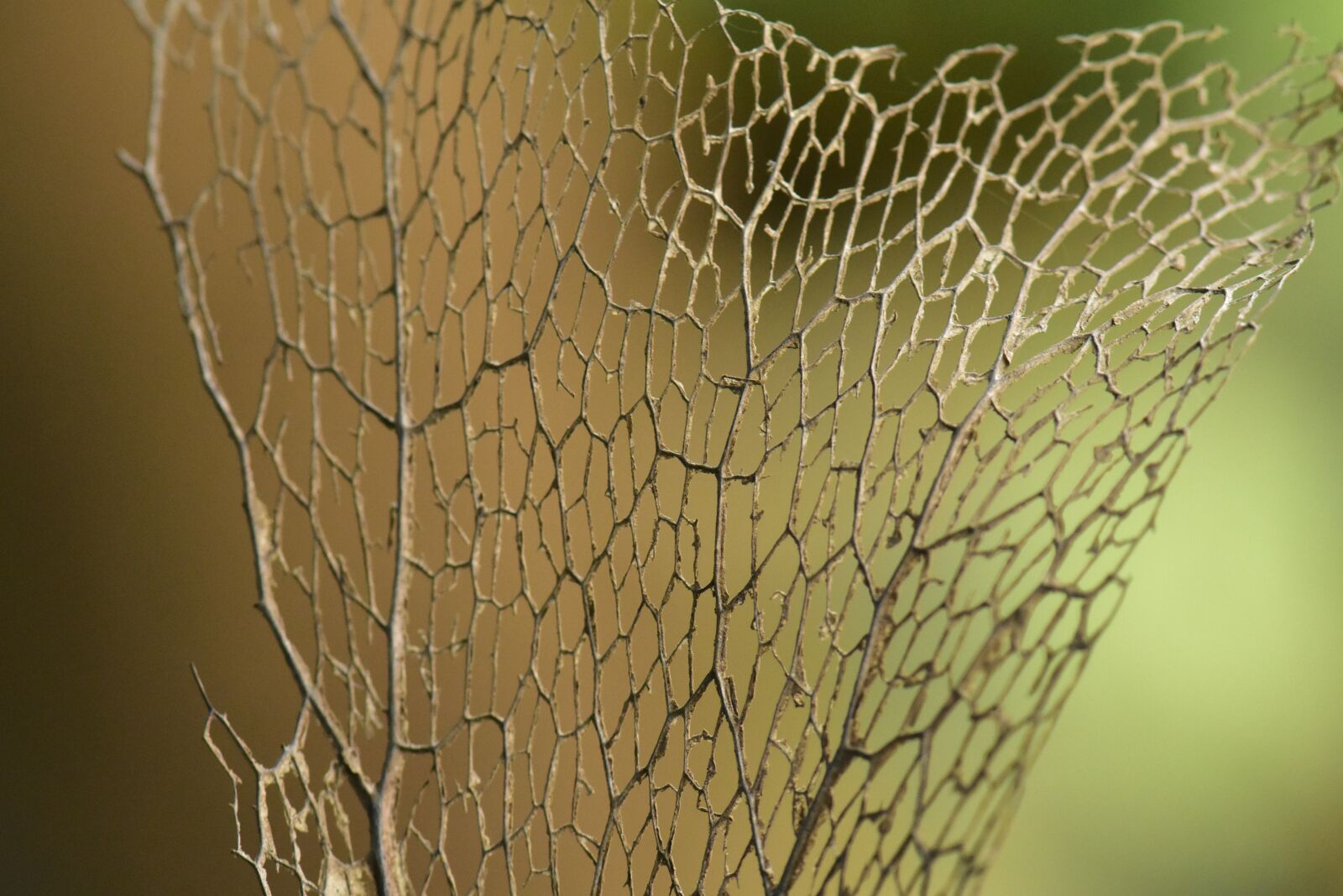 Nikon D3400 sample photo. Dry leaf, leaf frame photography