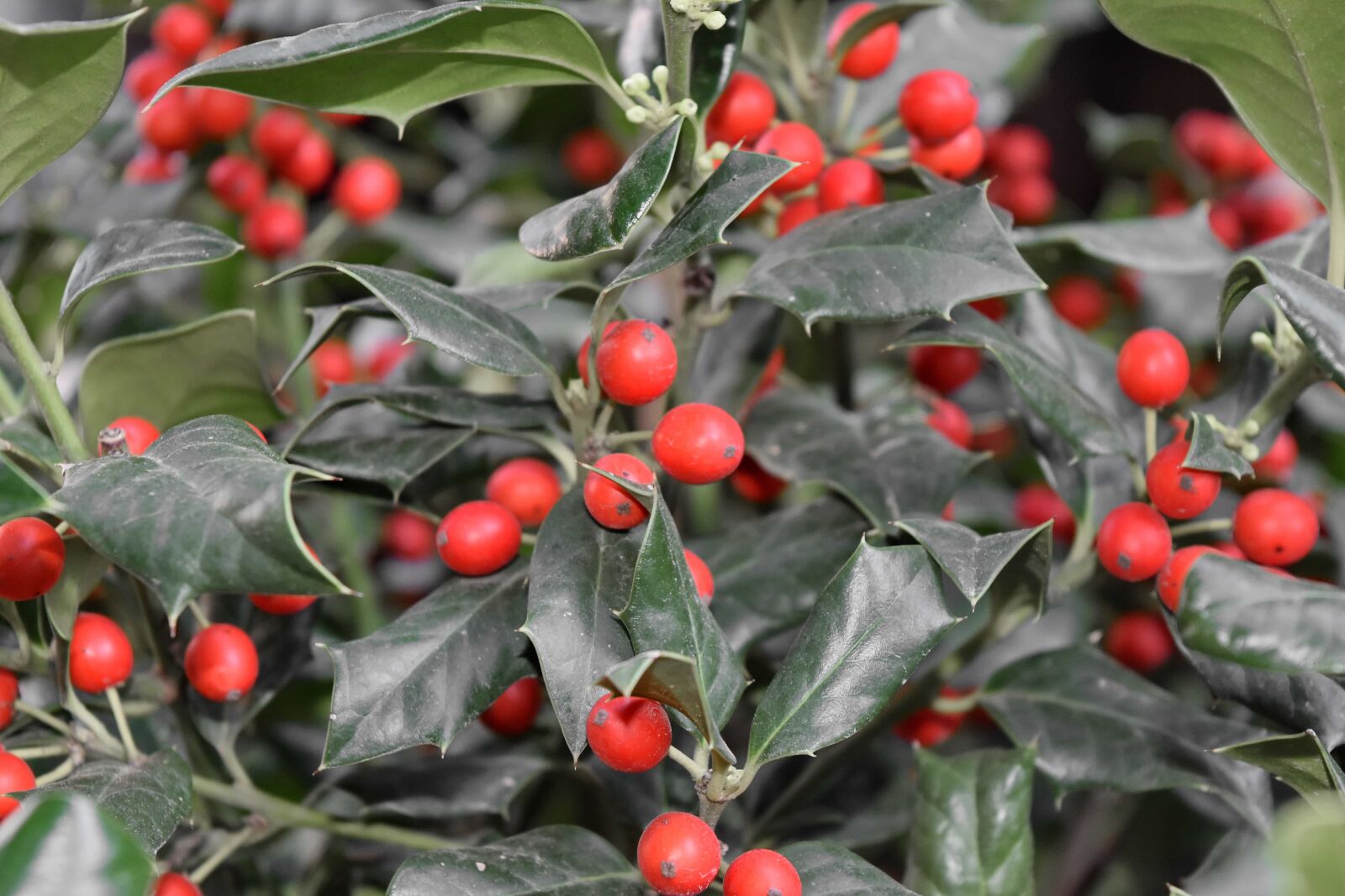 Nikon D5500 sample photo. Berry, plant, nature, leaf photography