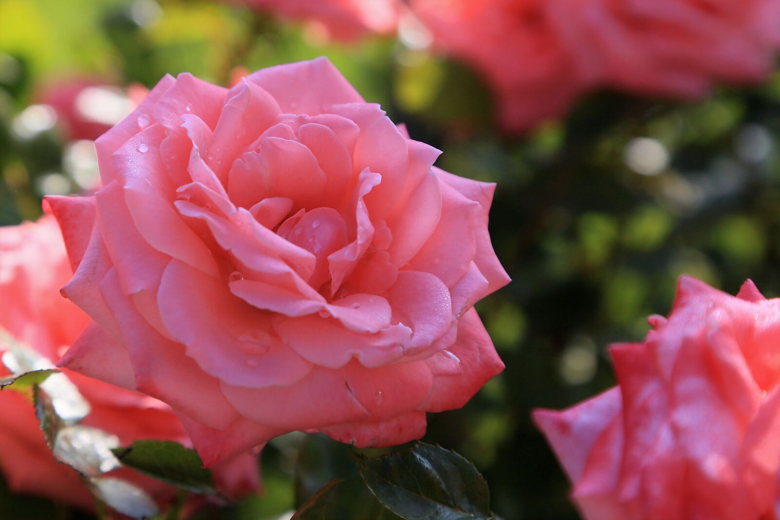 Canon EOS 5D Mark III sample photo. Rose, pink, beautiful photography