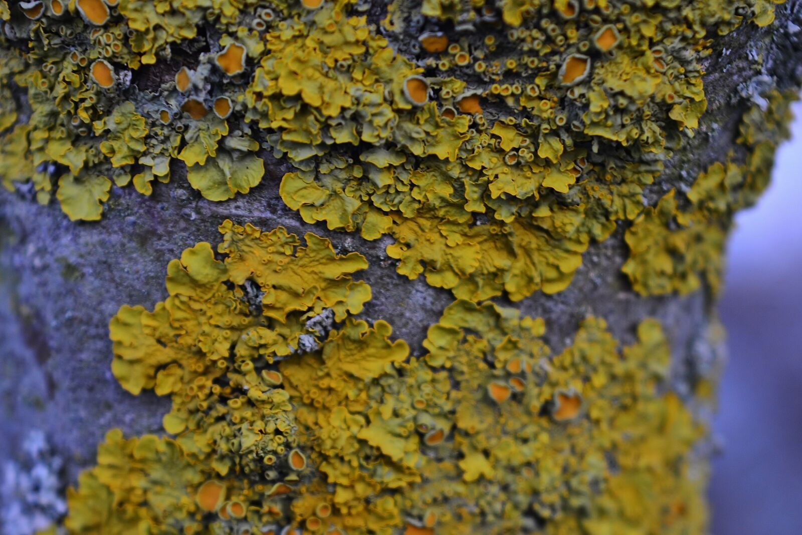 Nikon D5200 sample photo. Tree, moss, lichen photography