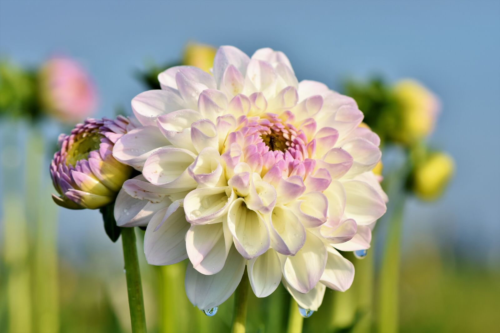 Nikon D7200 sample photo. Dahlia, dahlias bud, flower photography