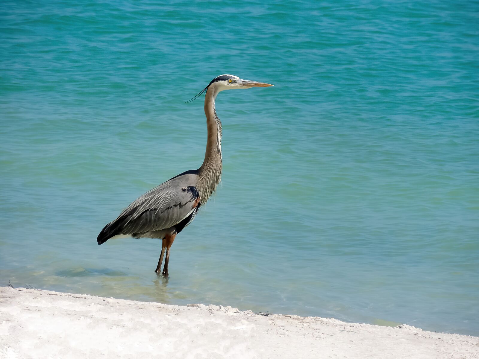 Nikon Coolpix P510 sample photo. Egret, bird, heron photography