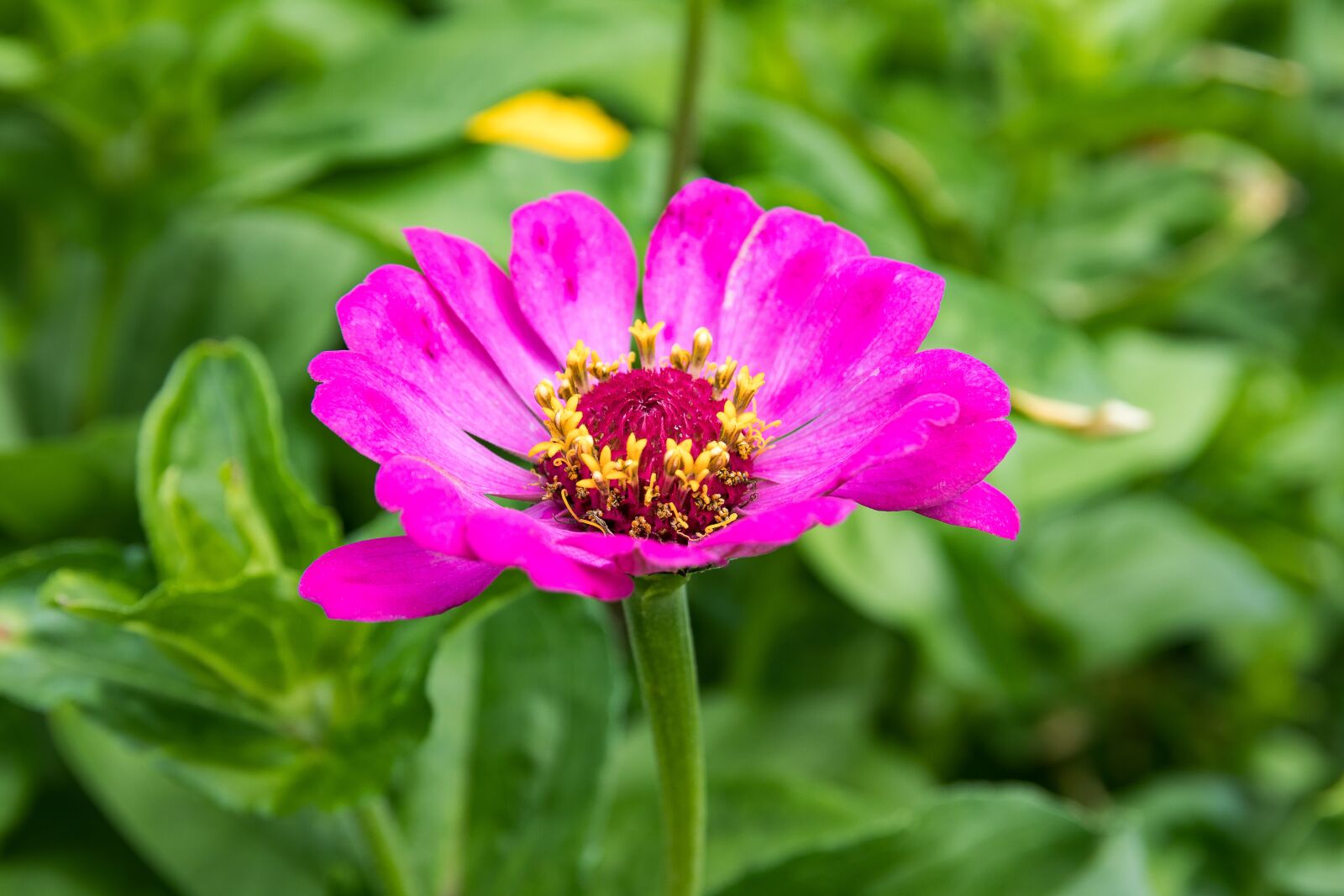 Canon EOS 80D sample photo. Zinnia, flower, plant photography