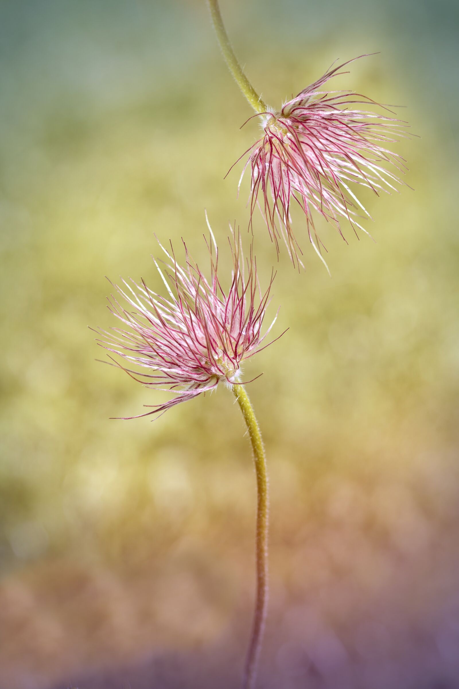 Nikon D750 sample photo. Common pasque flower, pulsatilla photography