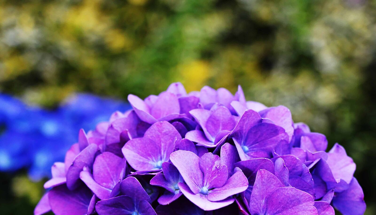 Canon EOS 550D (EOS Rebel T2i / EOS Kiss X4) sample photo. Hydrangea, leaf, flower, nature photography