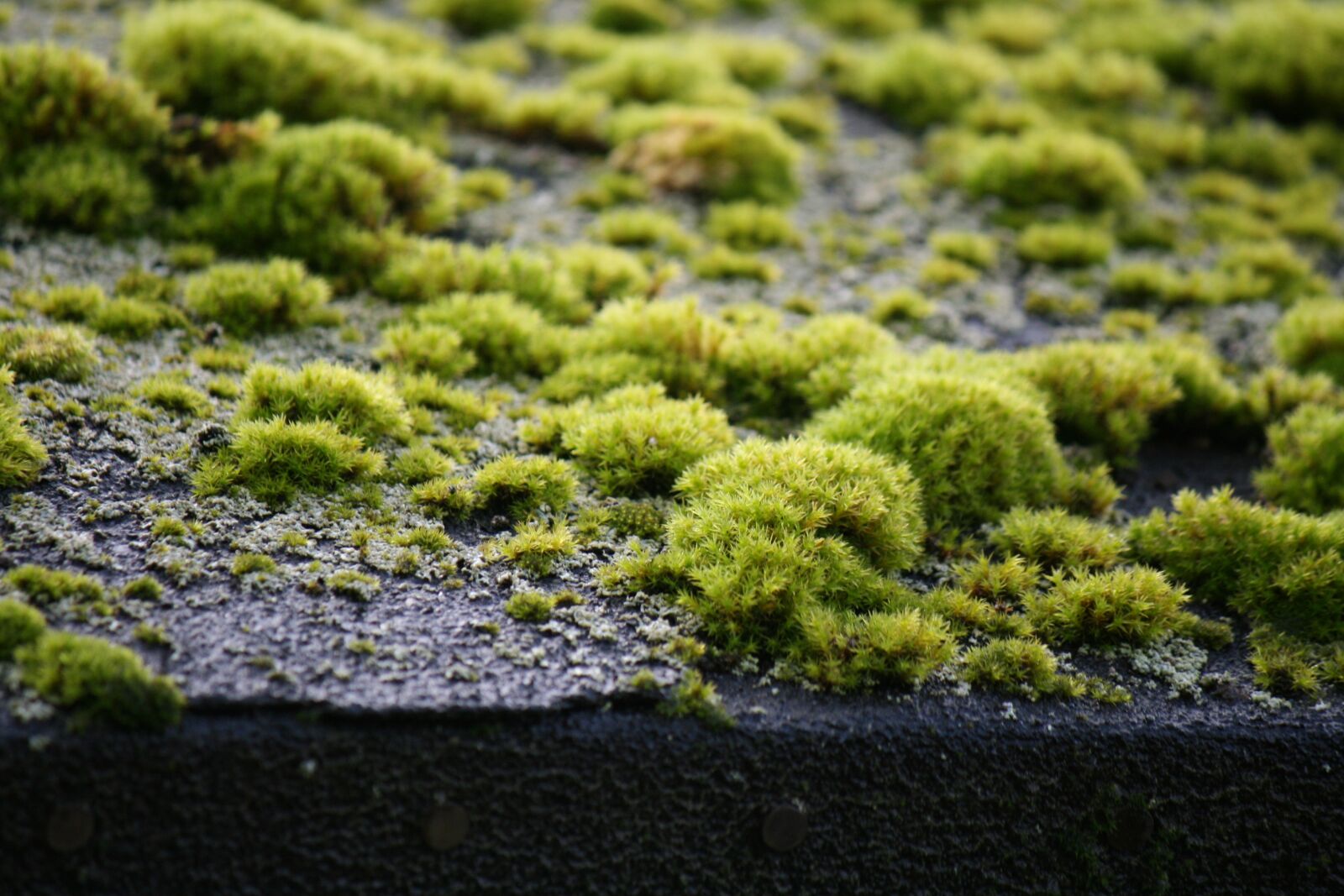 Canon EOS 400D (EOS Digital Rebel XTi / EOS Kiss Digital X) sample photo. Moss, roof, old photography