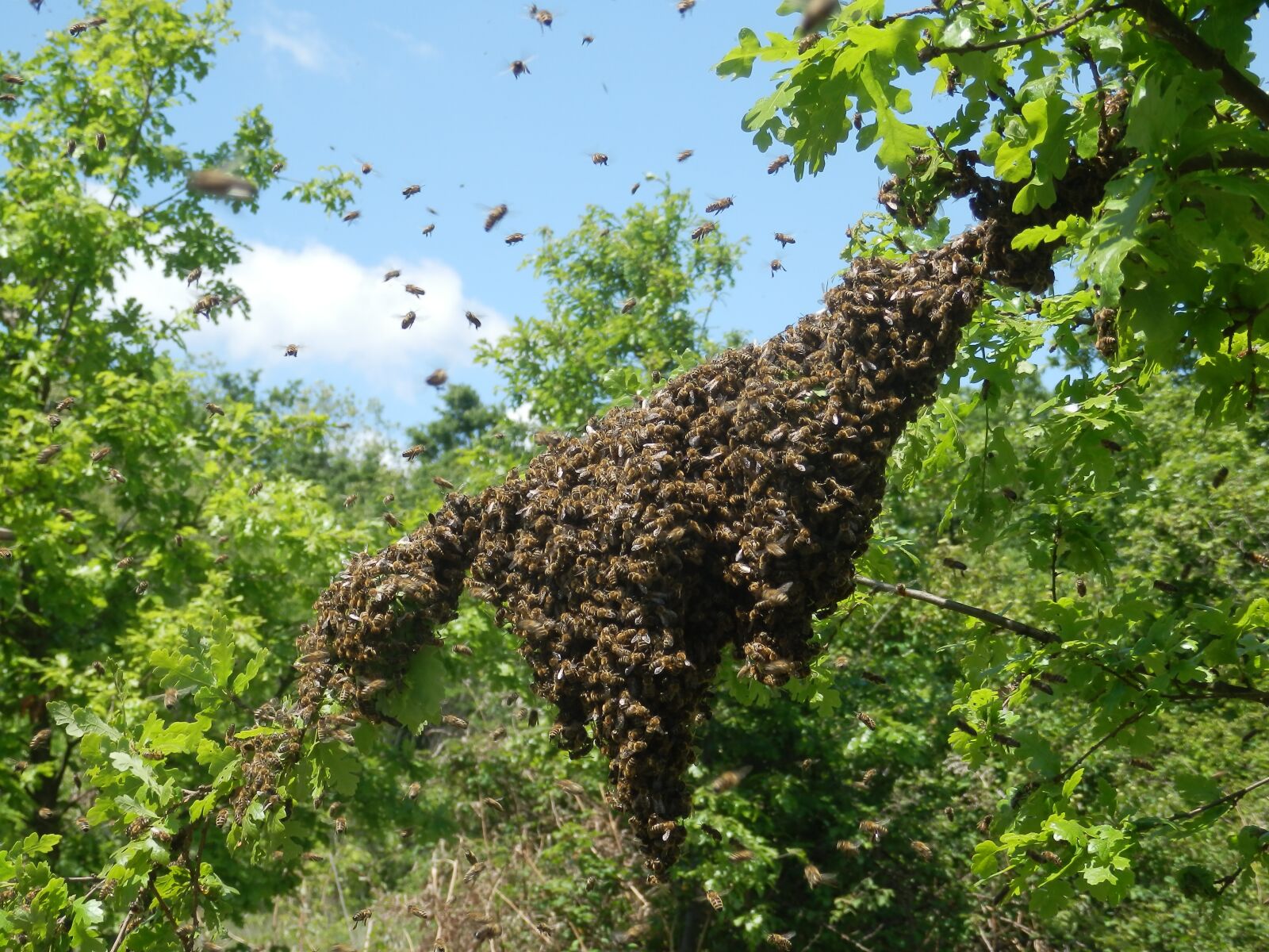 Olympus SZ-30MR sample photo. Swarm, apiary, beekeeper photography