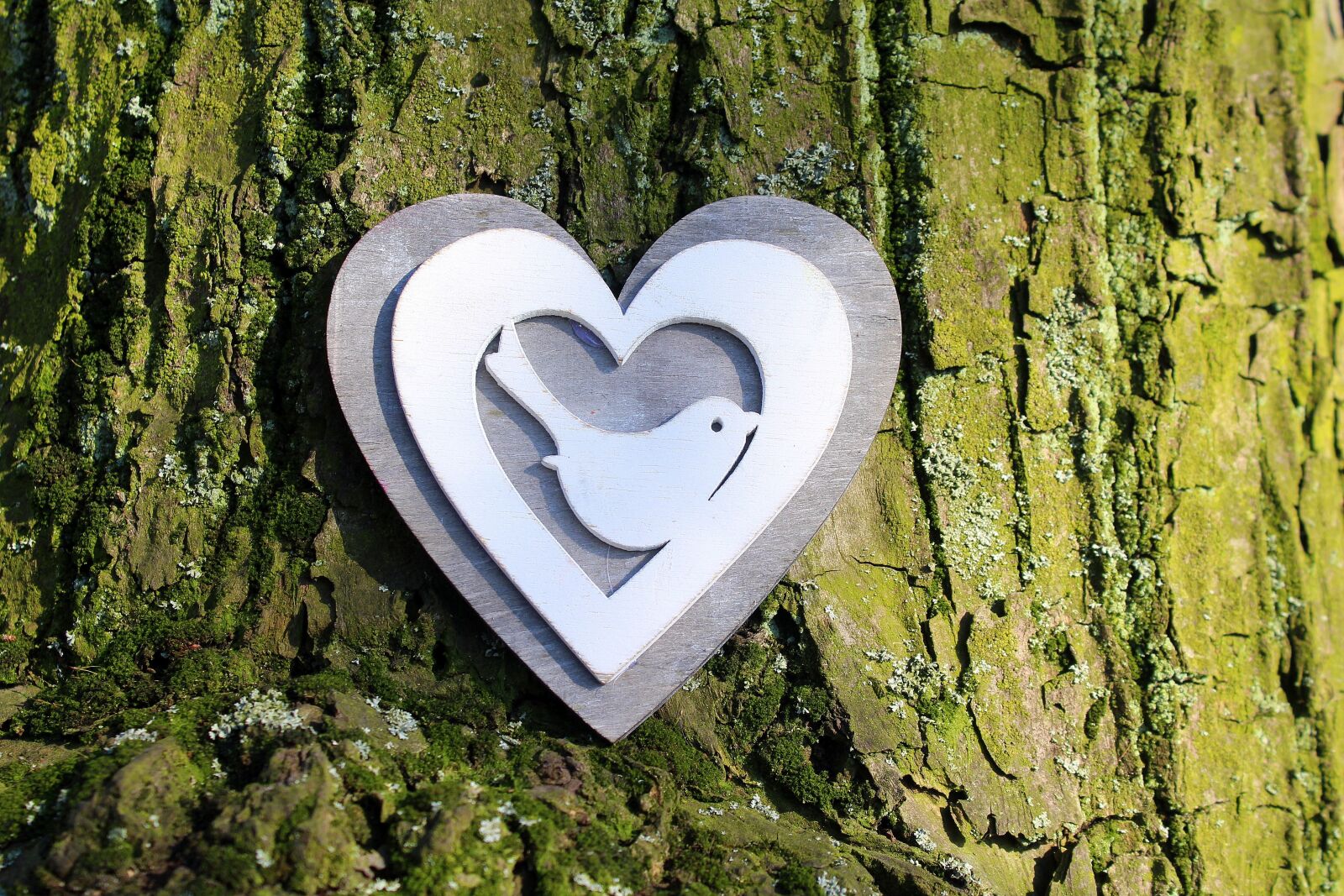 Canon EOS 1200D (EOS Rebel T5 / EOS Kiss X70 / EOS Hi) sample photo. Heart, nature, tree photography