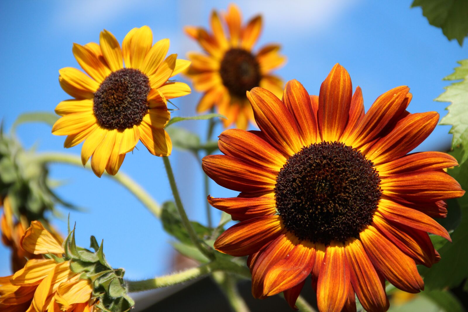 Canon EF-S 18-135mm F3.5-5.6 IS sample photo. Sunflower, decorative, beautiful photography