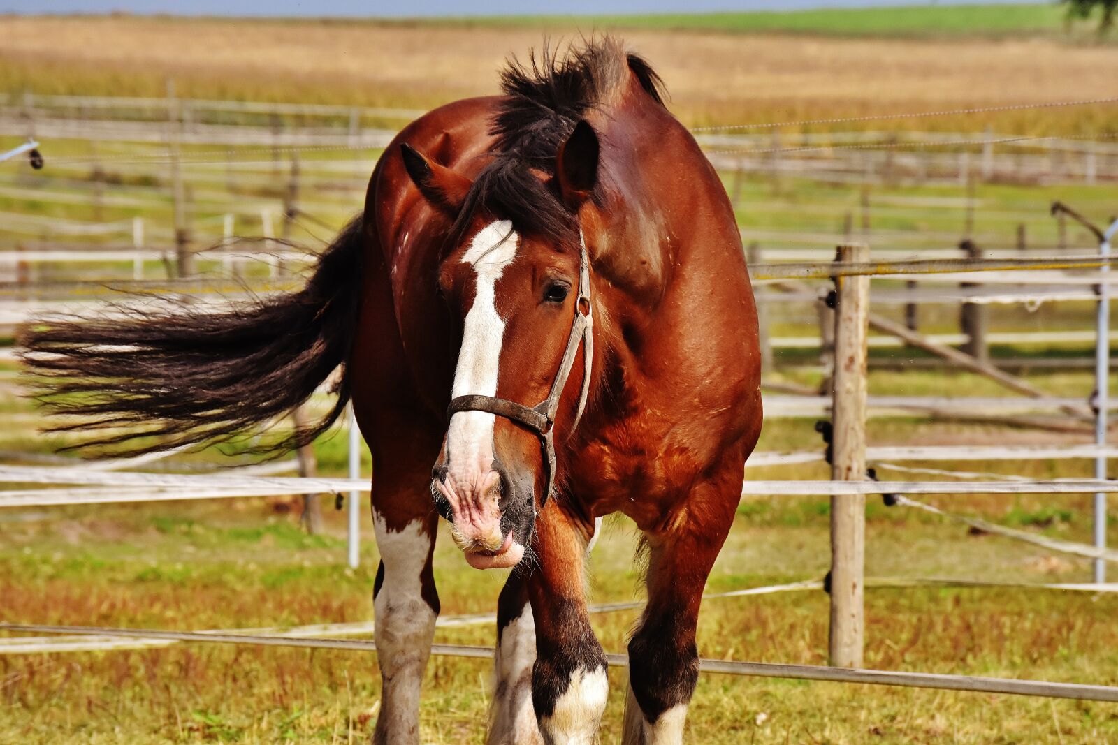 Nikon D7200 sample photo. Shire horse, horse, big photography