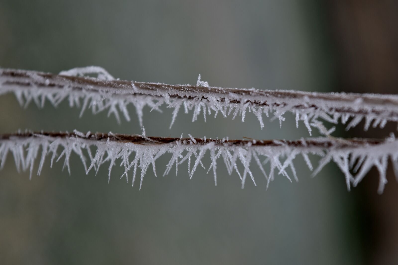 Nikon D5500 sample photo. Close-up, cold, details, horizontal photography