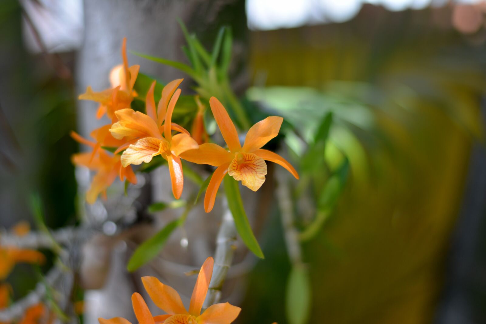 Nikon D7100 sample photo. Orquidea, orange flower, nature photography