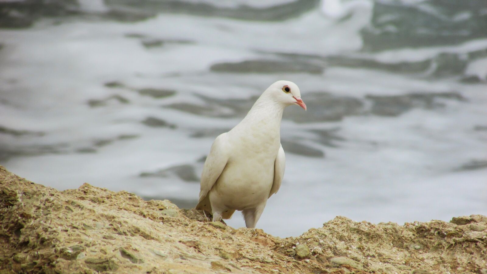 Canon PowerShot SX400 IS sample photo. Wild pigeon, bird, nature photography
