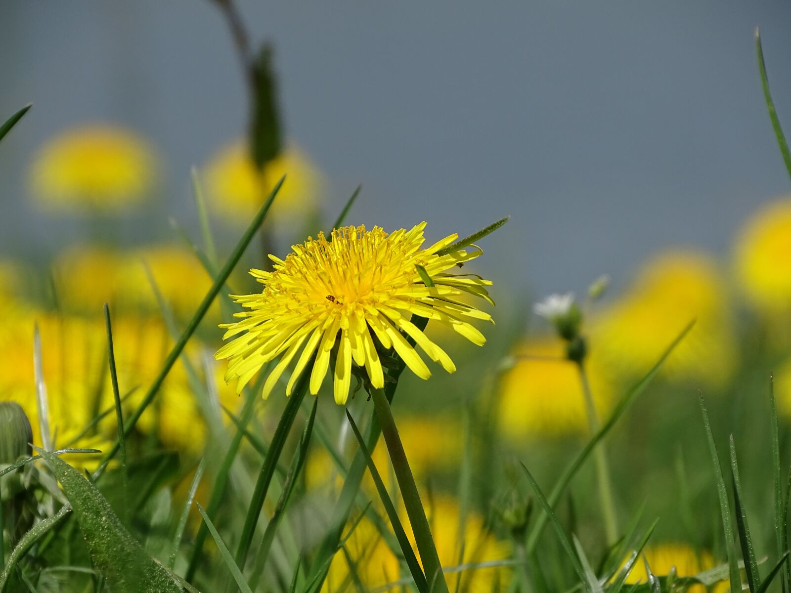 Sony Cyber-shot DSC-HX350 sample photo. Nature, grass, field photography