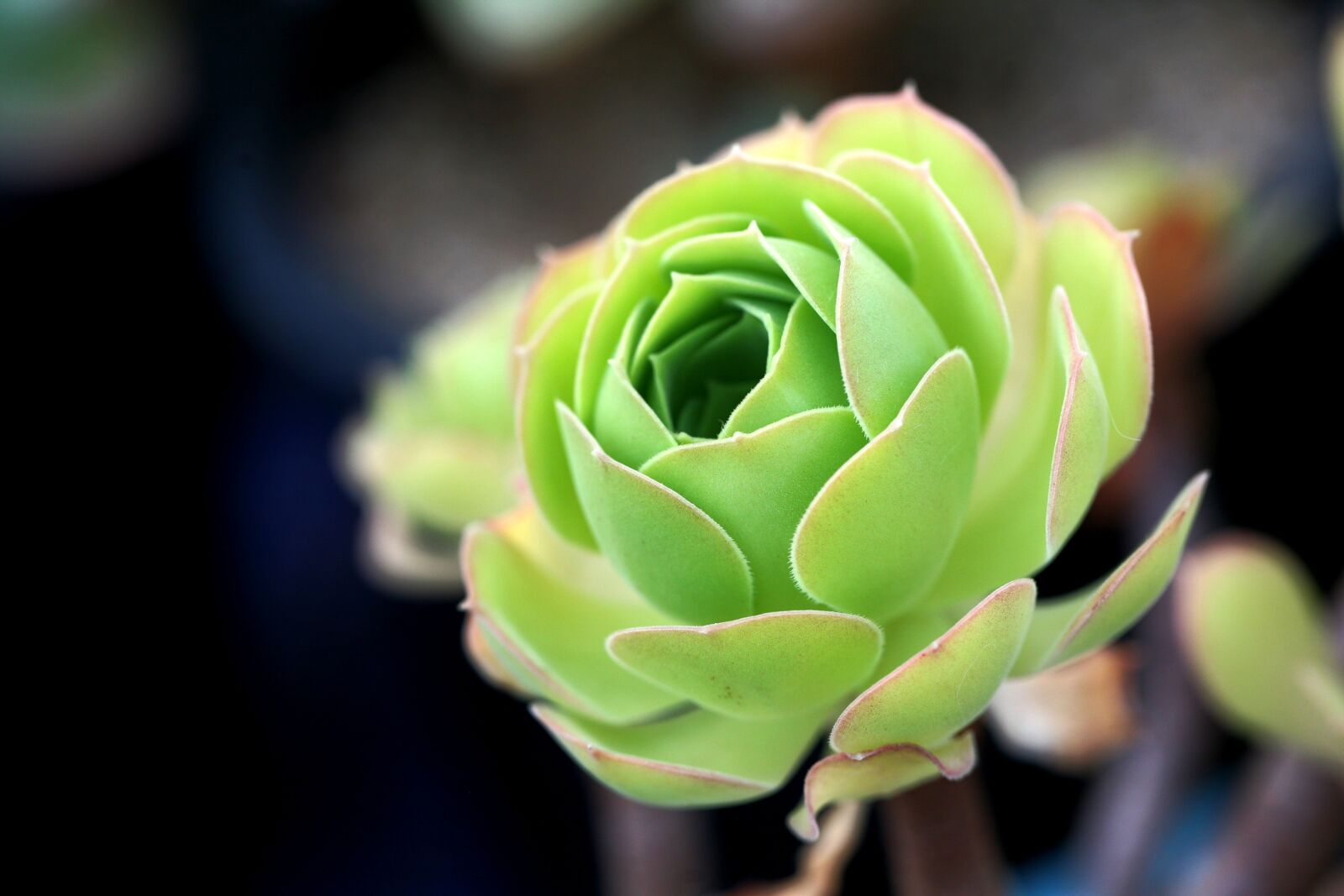 Canon EOS 5D sample photo. A fleshy plant, fleshy photography