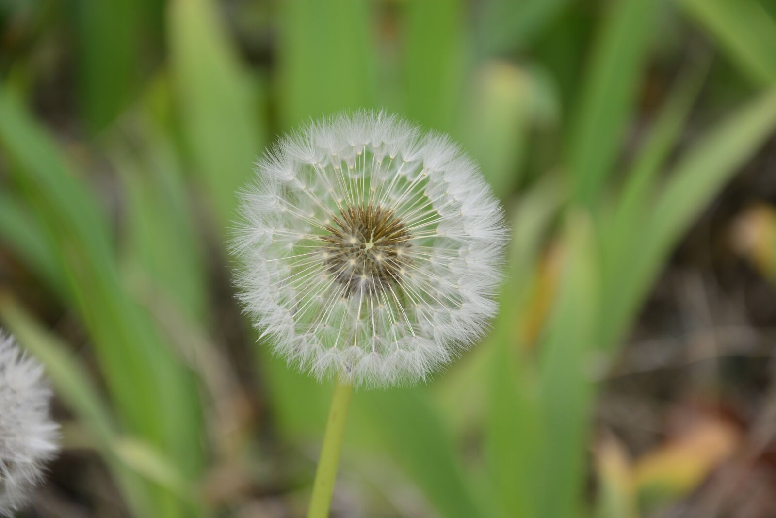 Nikon D5200 sample photo. Dandelion, spring, chongming photography