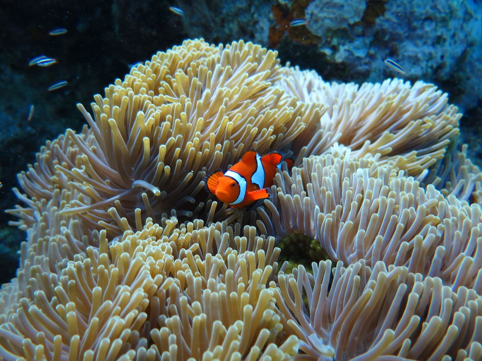 Canon PowerShot S120 sample photo. Underwater, scuba diving, sea photography