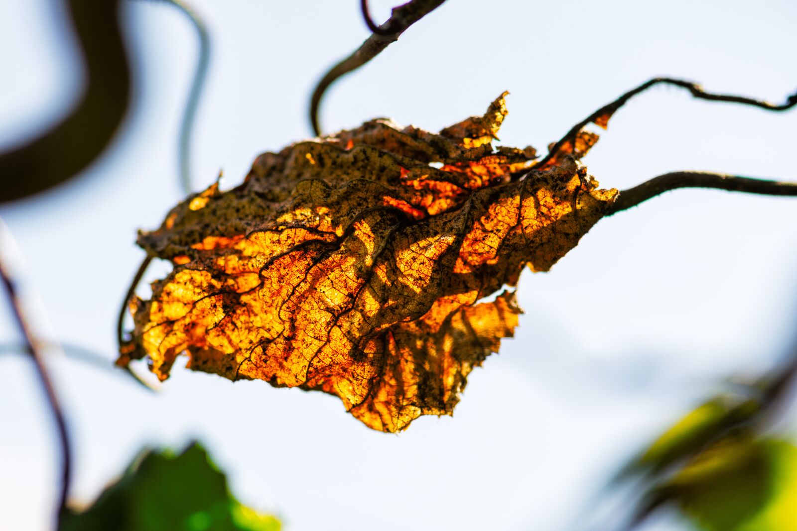 Nikon D7200 sample photo. Leaves, autumn, fall foliage photography