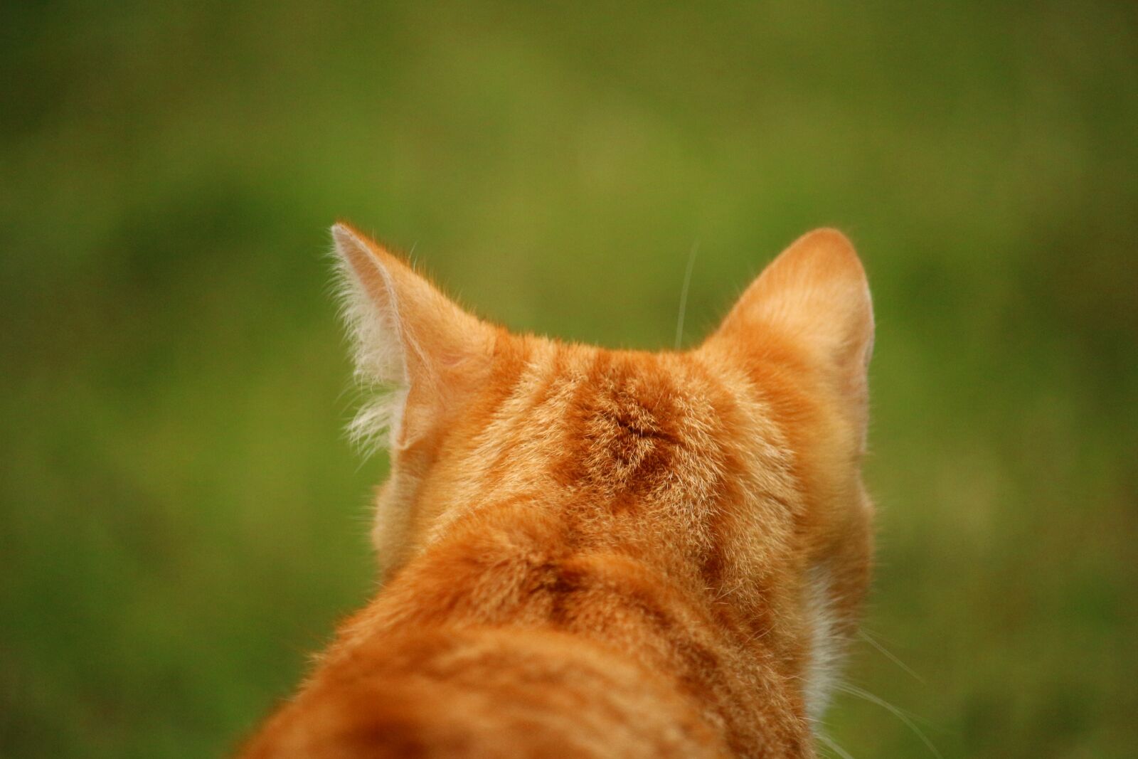 Canon EOS 100D (EOS Rebel SL1 / EOS Kiss X7) sample photo. Cat, mieze, kitten photography