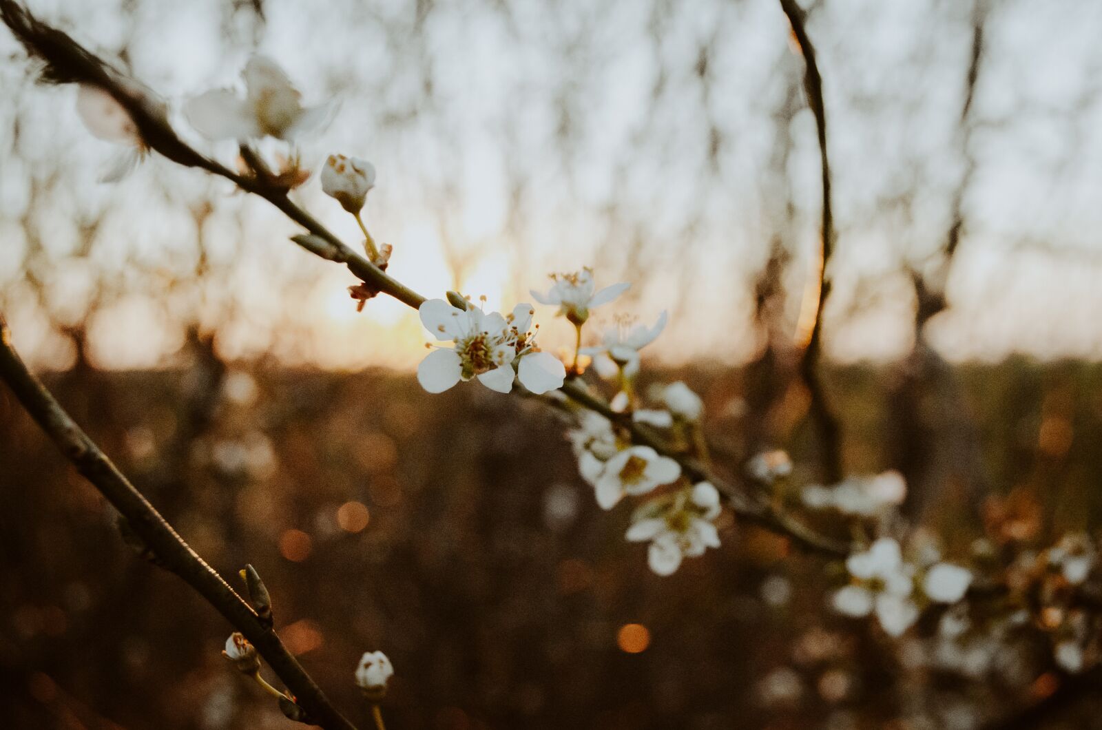 Nikon D5100 sample photo. Spring, sun, nature photography