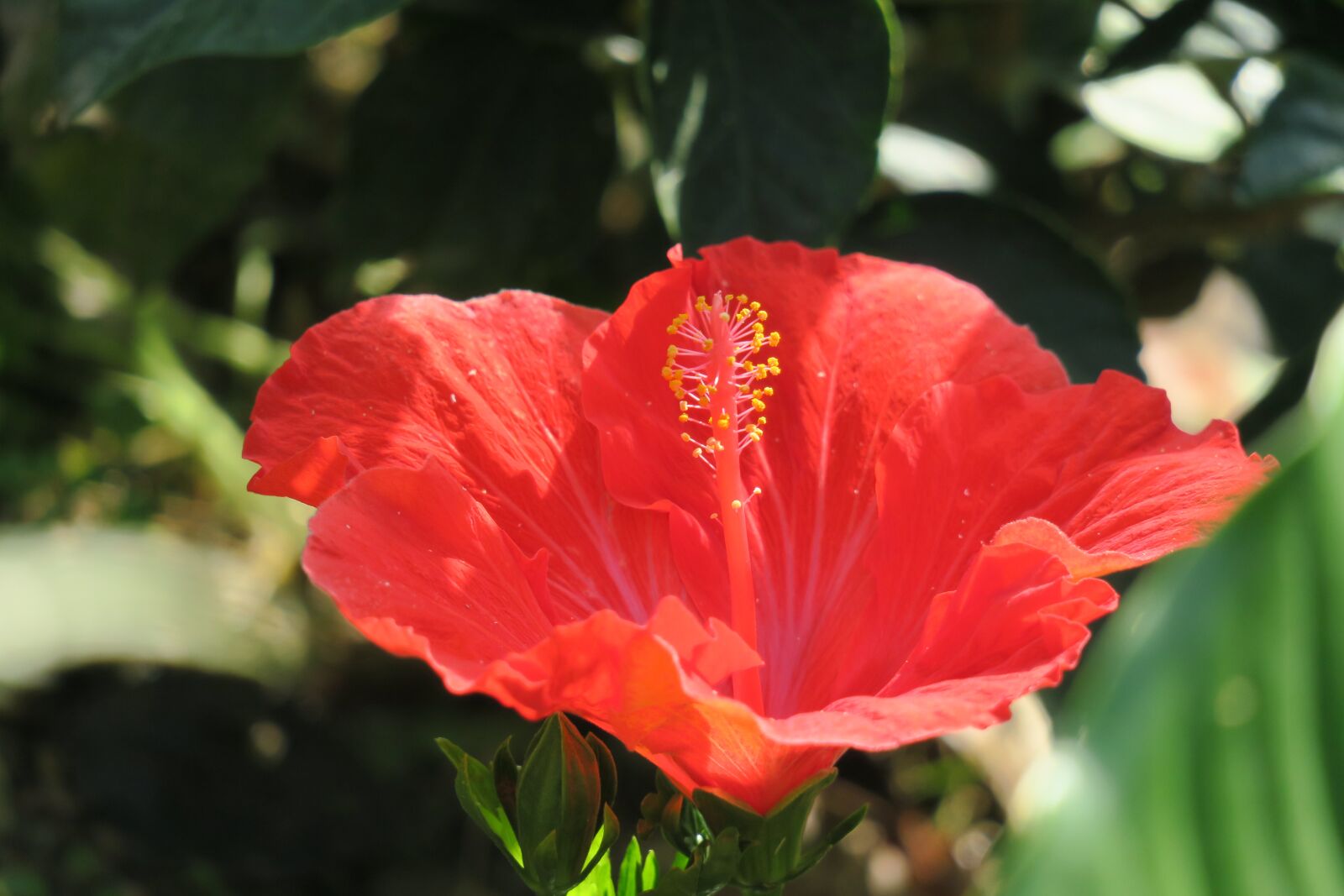 Canon PowerShot G3 X sample photo. Nature, flower, plant photography