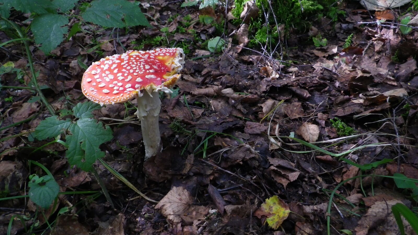 Pentax Optio WG-1 sample photo. Forest, mushrooms, moss fliegenpilz photography